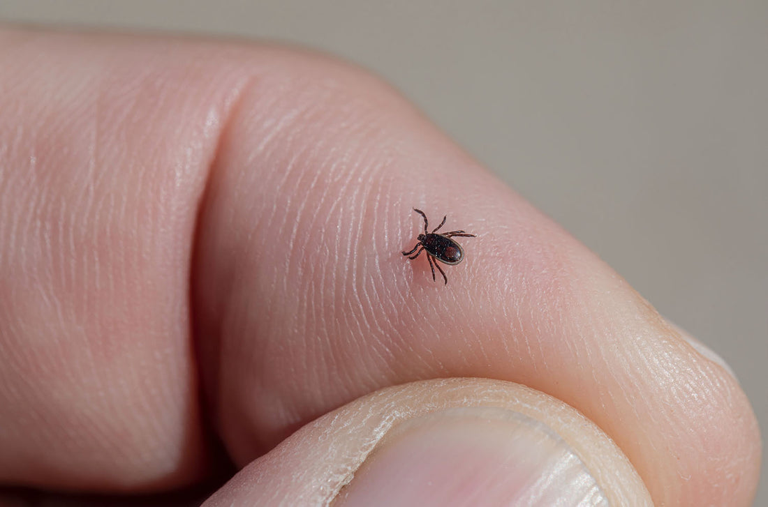 Tick Bite: What to do when you get a tick on you